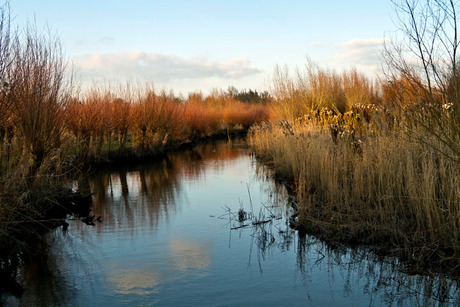 Zonnige winterdag in de Biesbosch.