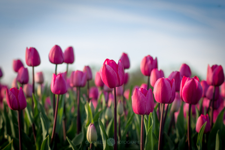 Tulpen