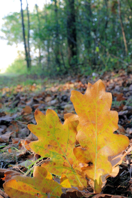 herfst