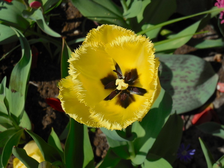 Tulips from Holland