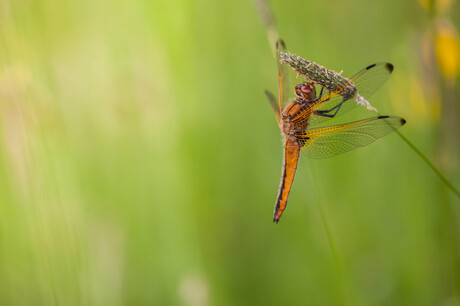 Dragonfly