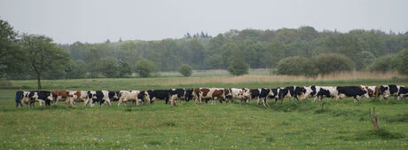 De boer brengt de koeien weer op stal.....