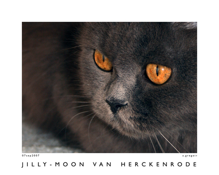 j i l l y - m o o n v a n h e r c k e n r o d e - Jilly-Moon is het zus van Jencko... en allesbehalve een rustig karaktertje. Groetjes, A - foto door AGR5119 op 11-09-2007 - deze foto bevat: katten, cats, alain, jilly, agr5119