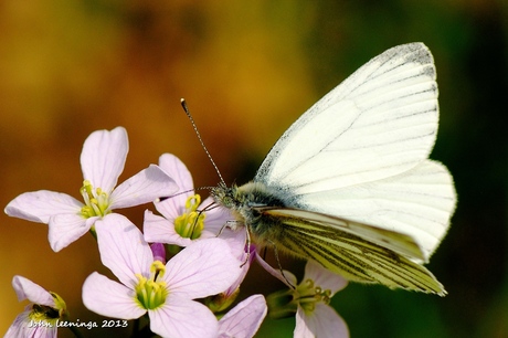 Geaderd witje