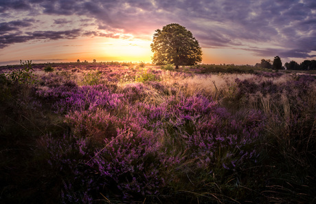 ginkelse heide