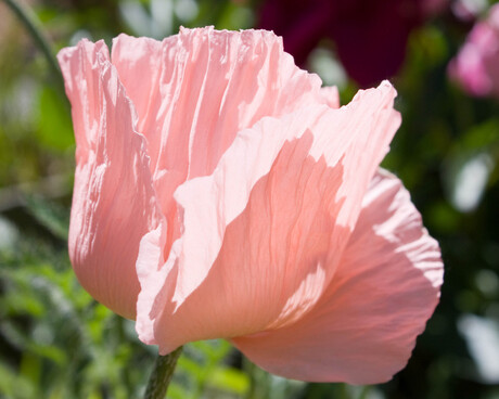 papaver