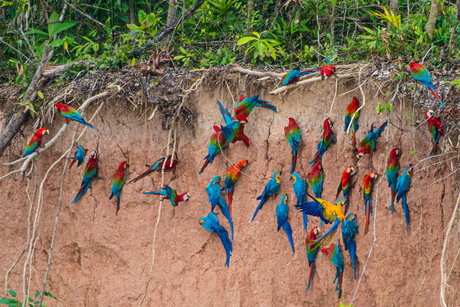 Tambopata klei lik