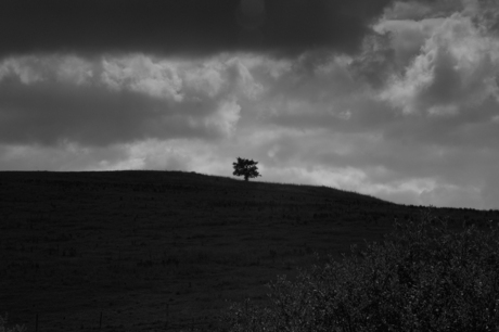 Eenzame boom op een heuvel top