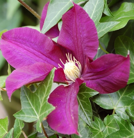 Clematis