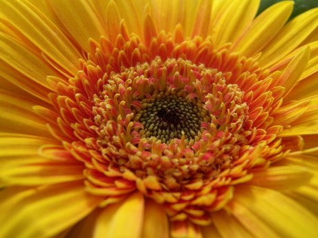 Gerbera