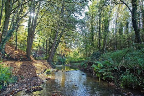 Anstelerbeek in Hambos