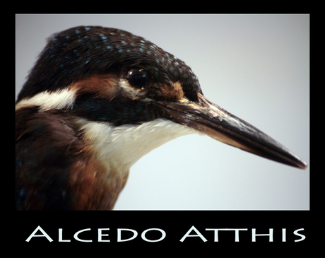 Alcedo Atthis (IJsvogel)