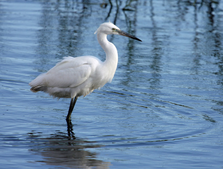 Kleine Zilverreiger