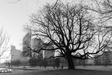 Black tree in The Hague