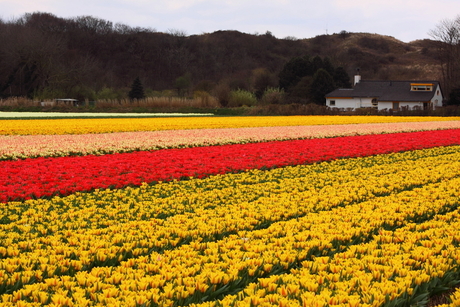 Bloemen groeten de lente..