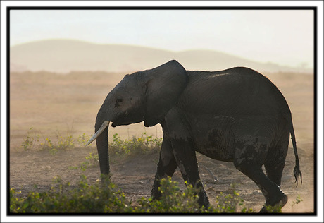 African dust