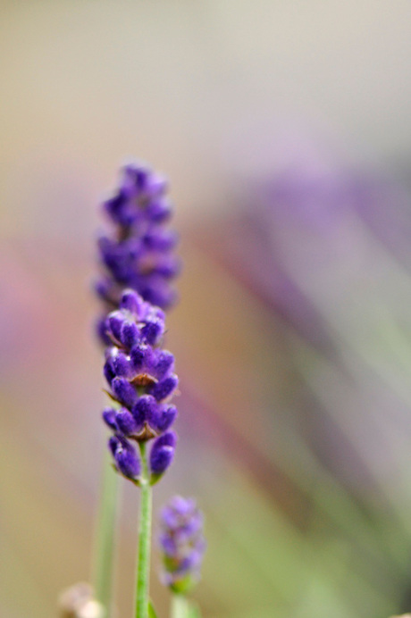 Lavendel in eigen tuin