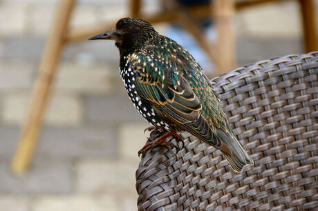 Spreeuw (Sturnus Vulgaris)