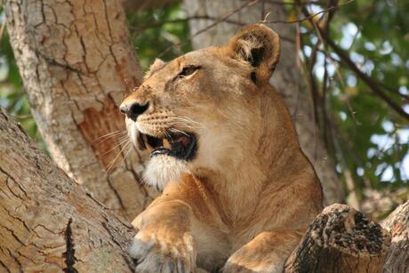 Tree climbing lion in Uganda