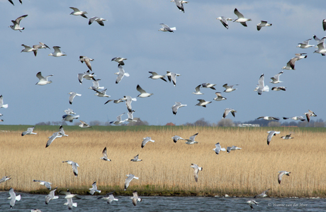 Meeuwen boven het vogelmeer.