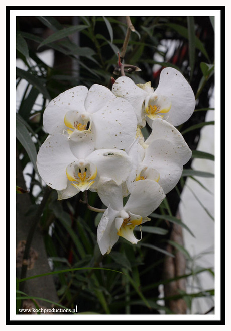 Orchidee in vlindertuin