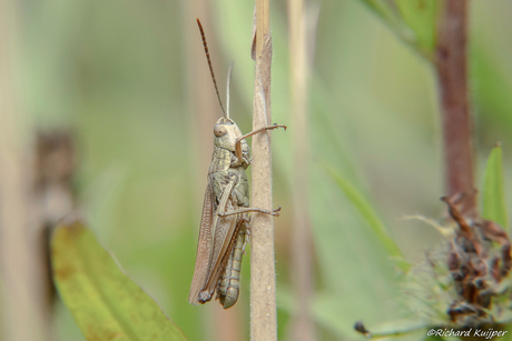 Kustsprinkhaan (Chorthippus albomarginatus)