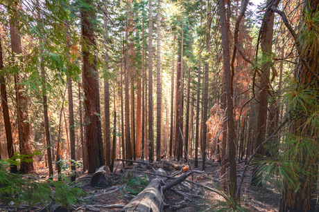 Yosemite National Park