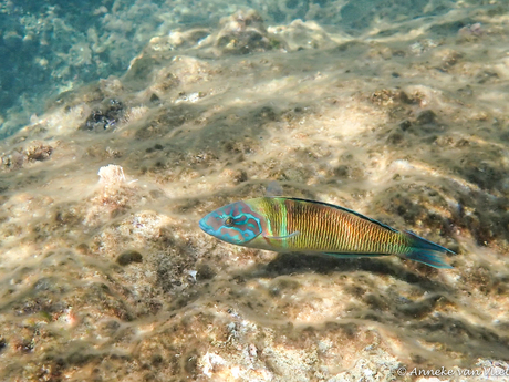 Pauwgirelle man (Thalassoma pavo)