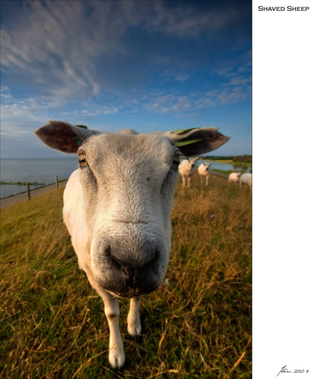 Shaved Sheep