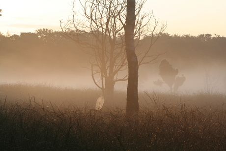 Ochtendmist op de veluwe