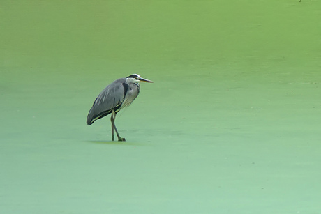 GREEN WATERS