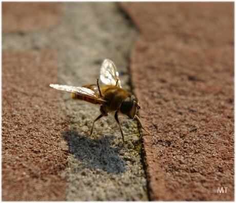 Met de pootjes de lucht in!