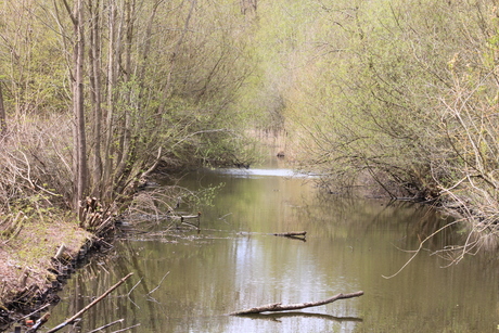 Zuigerplasbos te Lelystad