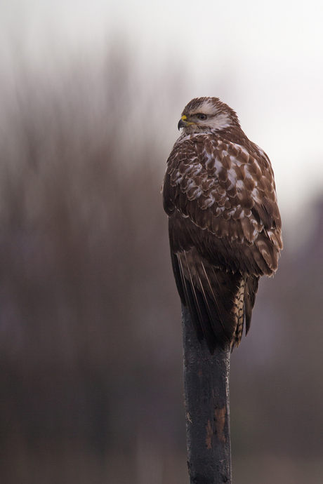 gecamoufleerde buizerd