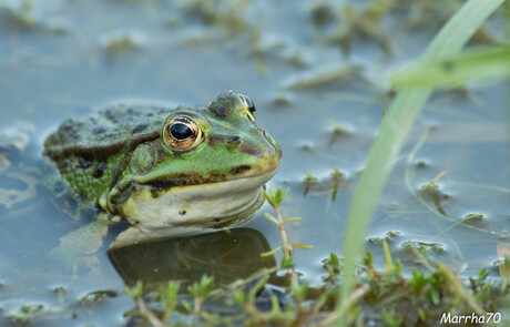 frog in a small pond