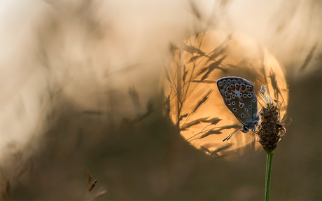 slapen in het licht