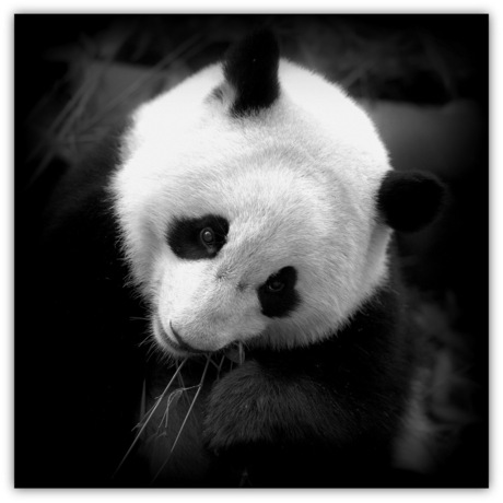 Cute Panda...