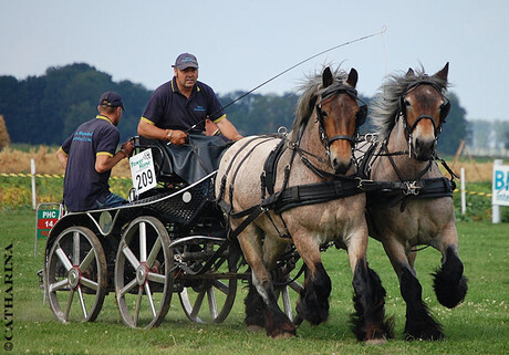 Power horse competition