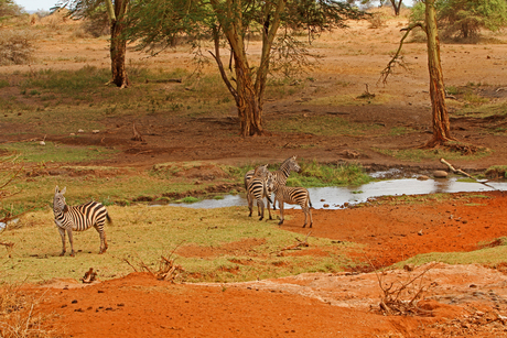 zebra's_masai mara_Kenia.jpg