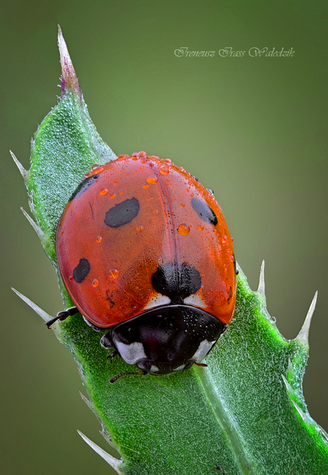 Ladybug.