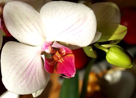 Orchidee