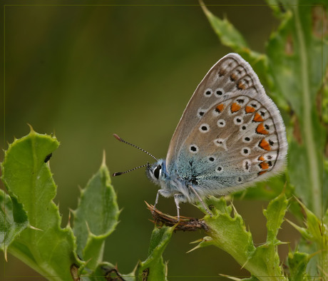 Blauwtje