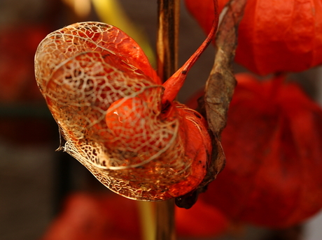 Physalis 2.JPG