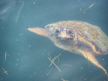 Magic creatures in Kefalonia