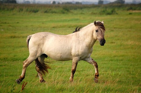 Konik op Stap