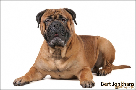 Bullmastiff