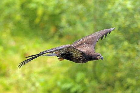 Bald eagle