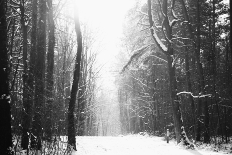 Winter in Limburg 2009