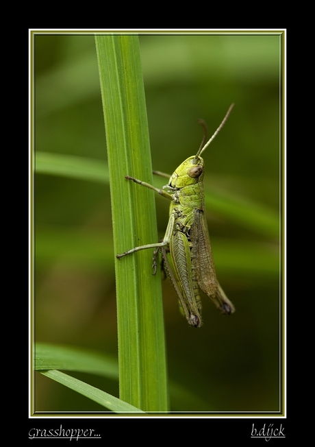 Grasshopper....