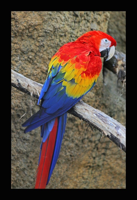 papegaai (2)